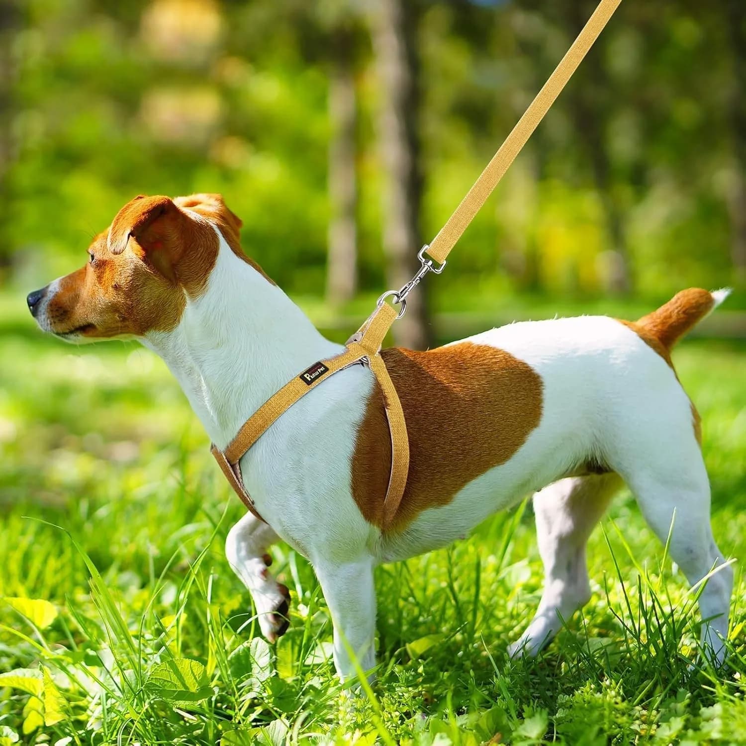 Plutus Pet Cotton Hemp Step In Dog Harness, Sustainable, yellow M